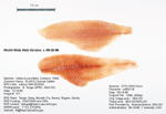 Channel Catfish Fillet image