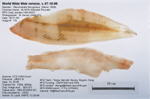 Yellowtail Flounder Fillet image