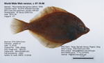 Yellowtail Flounder Fish image