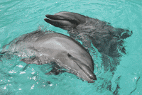 Dolphins in Palau [Courtesy of Palau Visitor's Authority]