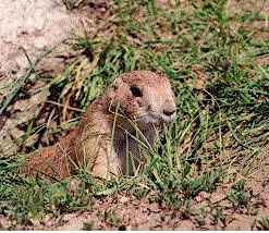 Black-tailed prairie dog