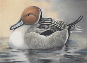 Jeriel Chalk Wins "Best of Show" in Colorado's 2008 Junior Duck Stamp Contest