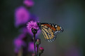 Monarch butterfly on dense blazing star 
