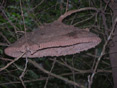 Wasp Nest in Gallery Forest, Side View