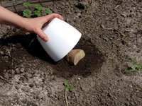 Cover the cut potato with a pot.