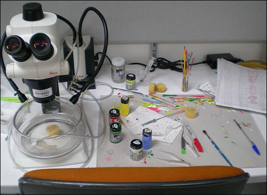 6 model paint jars next to brushes and microscope