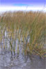 Emergent wetland, dominated by Bulrushes (Scirpus spp.), Minnesota, October 2000