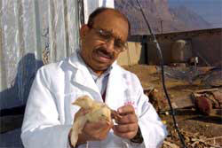 Scientist inspecting a chick