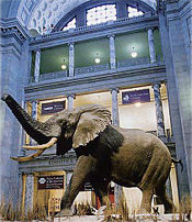 Henry the Elephant inside the Museum Rotunda