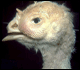 image of turkey
