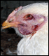 image of chicken