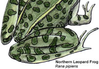 Norther Leopard Frog by Mark Müller