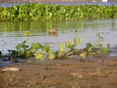 Water Hyacinth (Eichhornia crassipes)