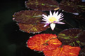 Waterlily (Nymphaeaceae)