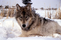 Gray Wolf photo by National Park Service staff
