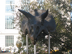 Diceratops Head von Smithsonian National Museum of Natural History