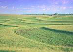 Iowa grassland