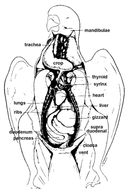 birds digestive tract