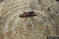 Sirex woodwasp, Sirex noctilio  (Hymenoptera: Siricidae) Adult(s)