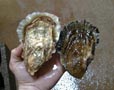 Light and dark oysters