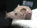 Mexican long-tongued bat (Choeronycteris mexicana)