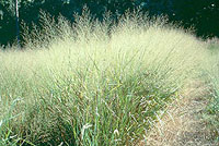 switchgrass