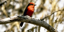 The vermillion flycather is a commonly seen bird species in Big Bend