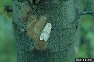 gypsy moth, Lymantria dispar  (Lepidoptera: Lymantriidae) Adult(s)