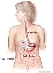 Gastrointestinal (digestive) system anatomy; shows esophagus, liver, stomach, large intestine, and small intestine.