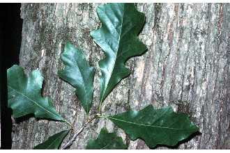 Photo of Quercus bicolor Willd.