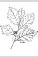 View a larger version of this image and Profile page for Quercus bicolor Willd.