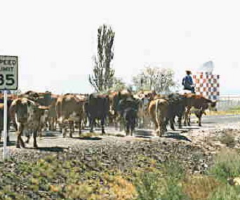 Cattle in Fallon, Nevada