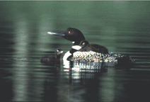 Photo of Loons swimming in a lake.