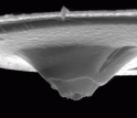 This scanning electron micrograph shows the new nanofountain probe dispensing tip.