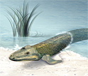 Artist's conception of Tiktaalik