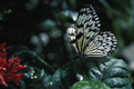 Rice paper butterfly (Idea leuconoe)