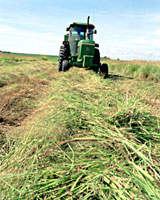 Harvesting switchgrass