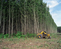 Poplar harvest