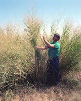 Switchgrass