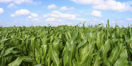 Iowa corn field