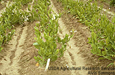 Photograph of tobacco plants