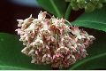 View a larger version of this image and Profile page for Asclepias syriaca L.