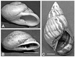 Figure 2. Three species of land snails collected in Jamaica and examined for Angiostrongylus larvae.