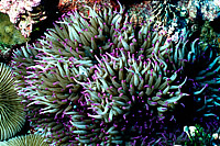 Thousands of marine species, such as this leather anemone at Kingman Reef National Wildlife Refuge, will benefit from the new marine monument designations.