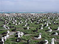 Midway Atoll National Wildlife Refuge hosts the largest albatross colony in the world.