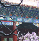 Beijing floral scene