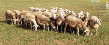 Lacaune Dairy Sheep