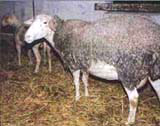 Lacaune Sheep