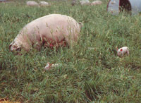 In pastures available to hogs, inspect for weeds that can be poisonous to them.