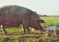 Pasture-raised hogs require traits such as hardiness in extreme climates, parasite resistance, foraging ability, and good mothering attributes.